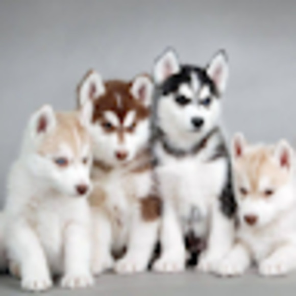 Meet your Posher, Rylin - Picture 1 of 1